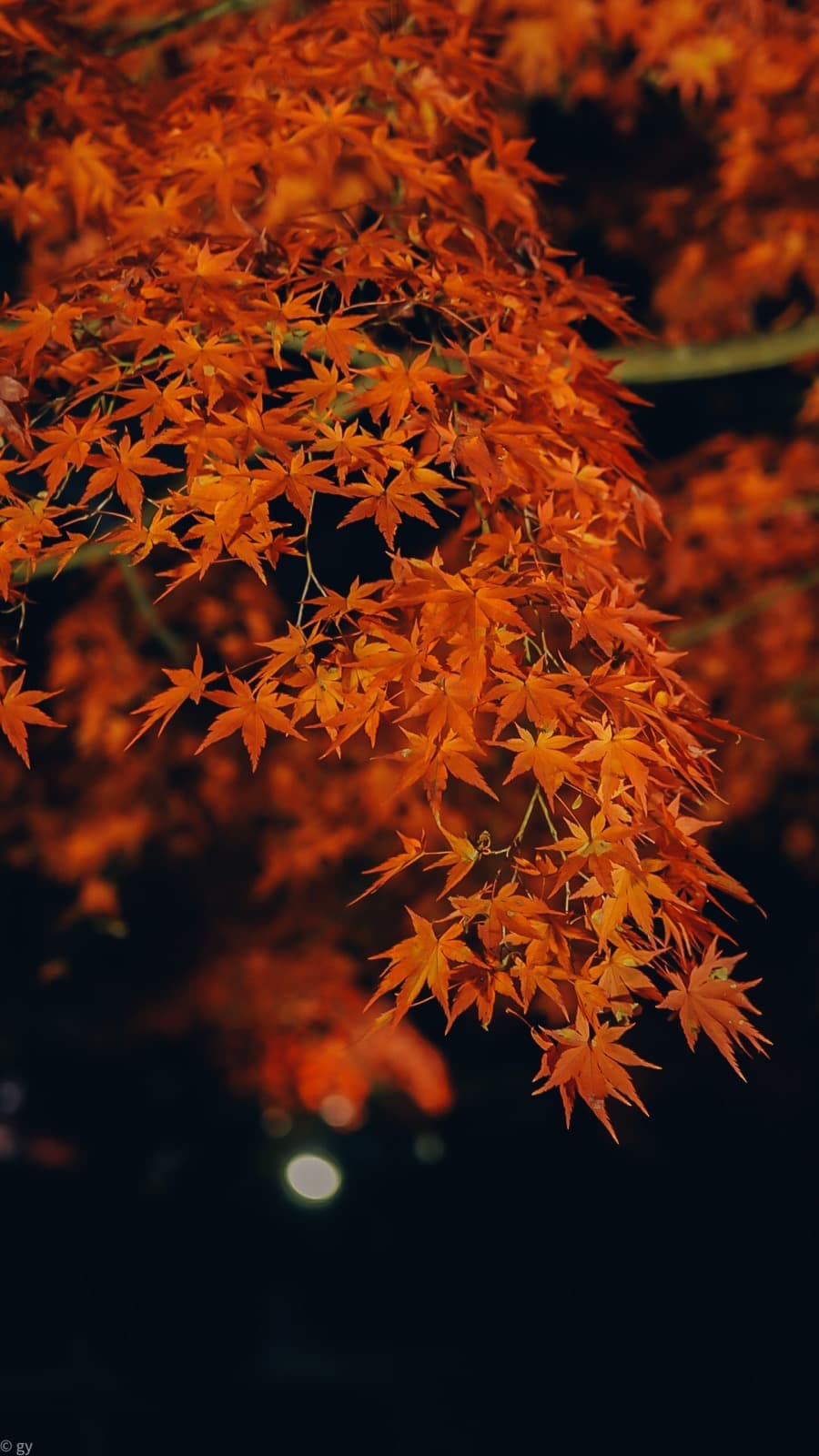 Close-up orange autumn maple leaves against a dark evening background