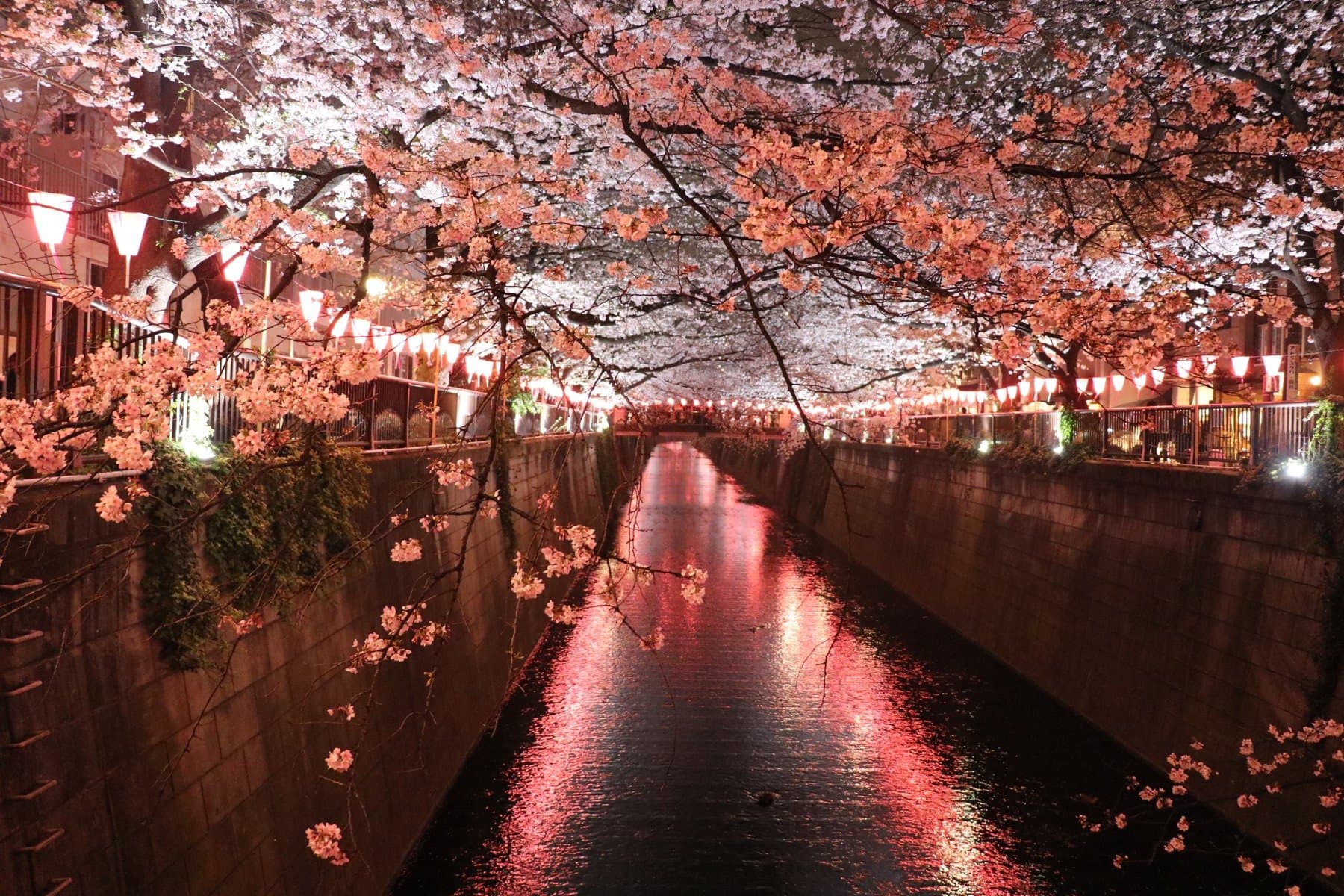 东京目黑川夜间点灯的樱花