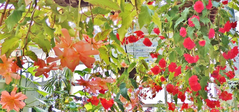 Red, pink and orange begonias hang among green foliage inside a greenhouse.