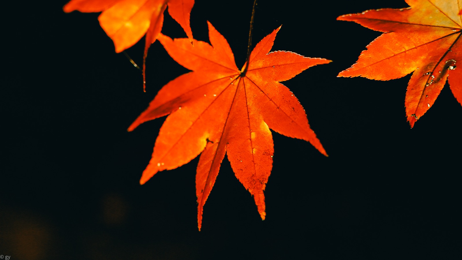 Orange autumn maple leaves illuminated against a dark background.